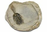 Spiny Trident Walliserops Trilobite - Foum Zguid, Morocco #381462-2